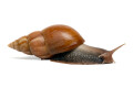 Lissachatina fulica Madagascar adult